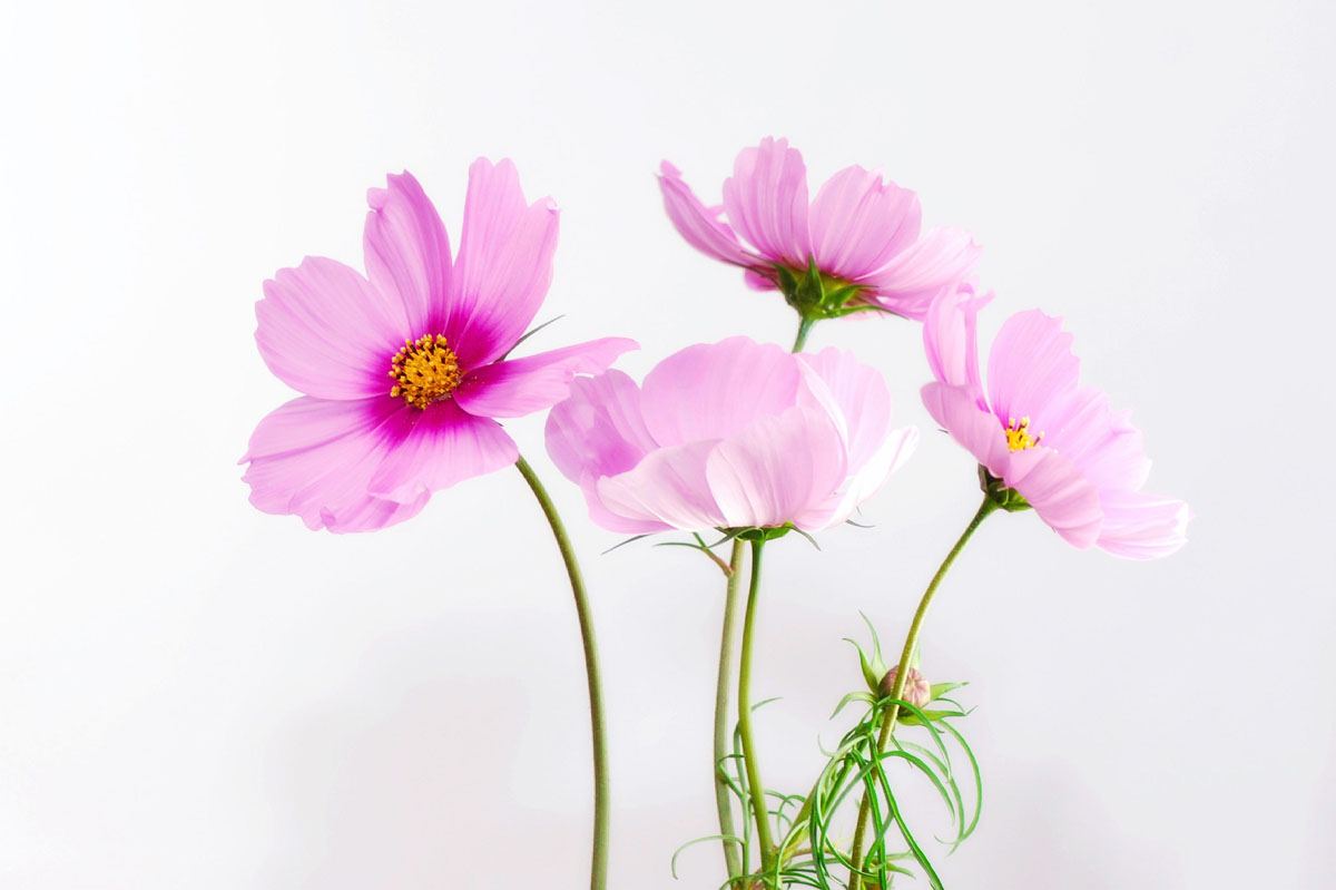 Shilo Satran Therapy | Virtual Trauma Therapy | Photo of Pink Flowers